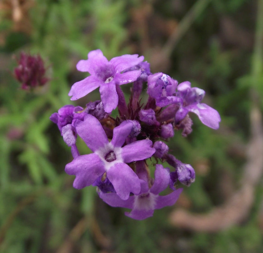 Verbena lilacina 'De La Mina' – Heron's Head Nursery
