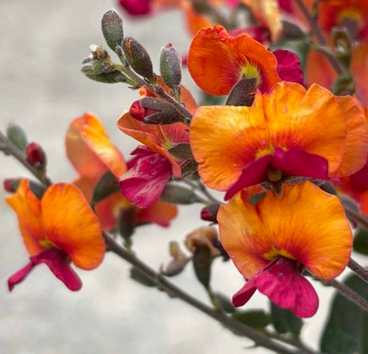 Chorizema 'Bush Flame'