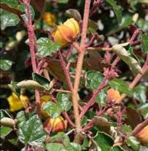 Fremontodendron californicum 'Spring Fever'