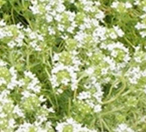 Thymus serpyllum 'Snowdrift'