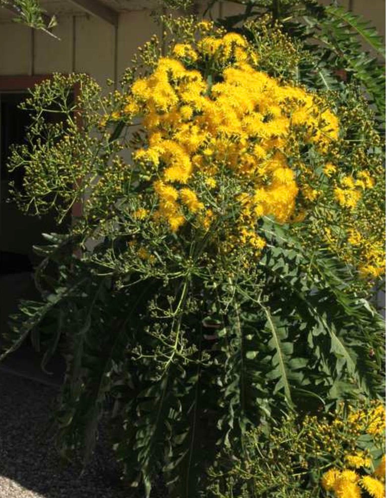 Sonchus canariensis