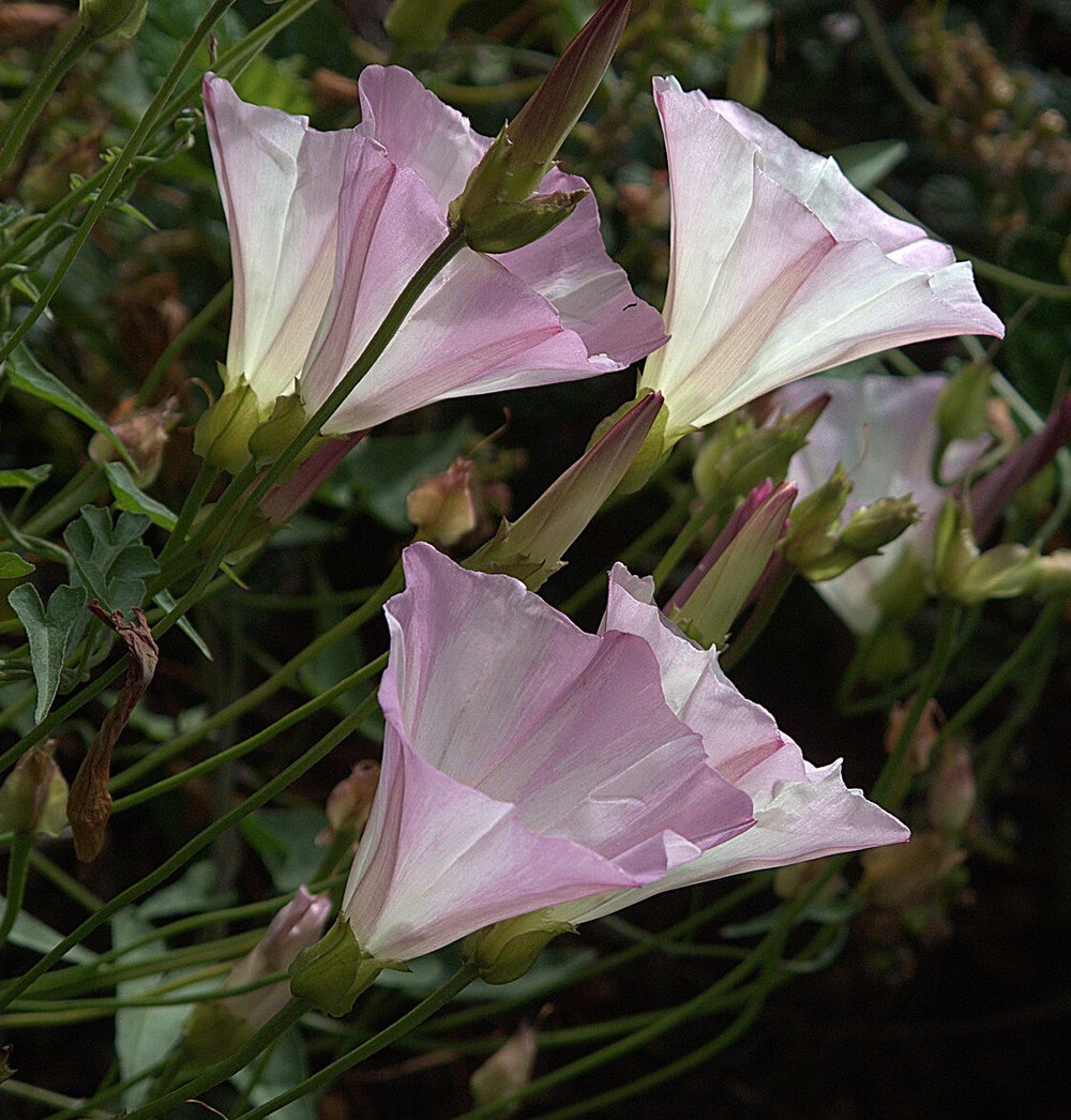 Calystegia macrostegia