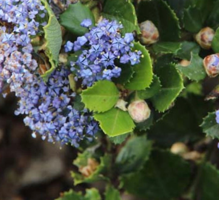 Ceanothus gloriosus 'Anchor Bay'