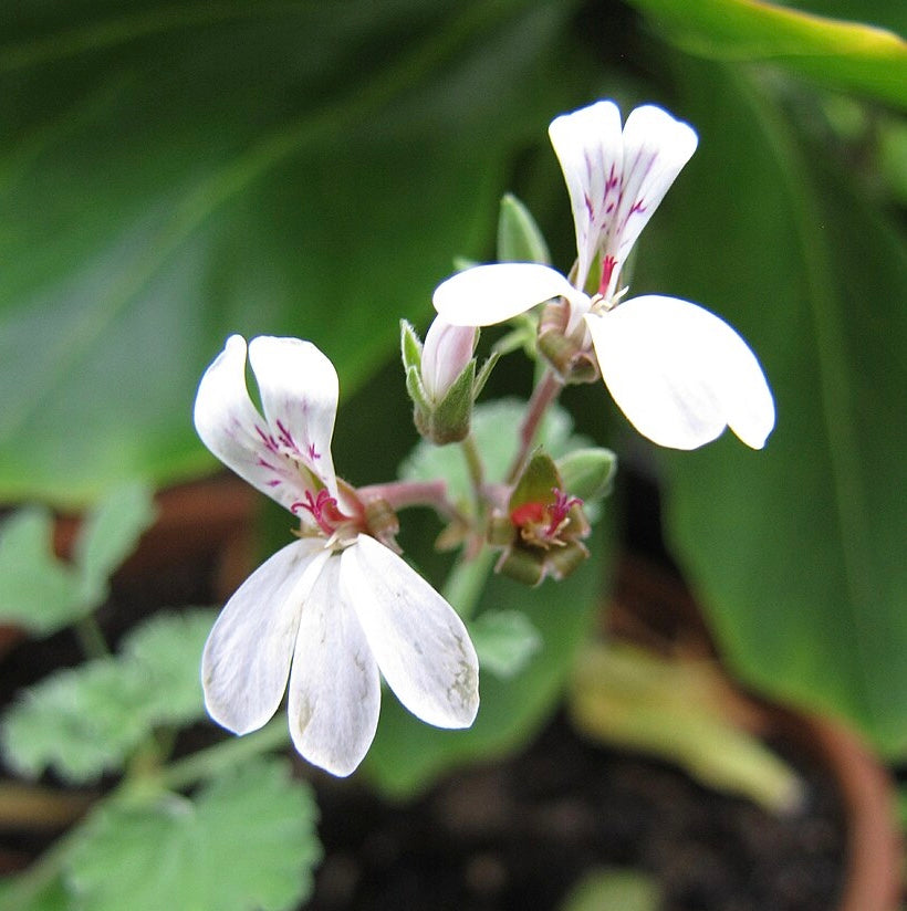 Pelargonium fragrans 'Nutmeg'