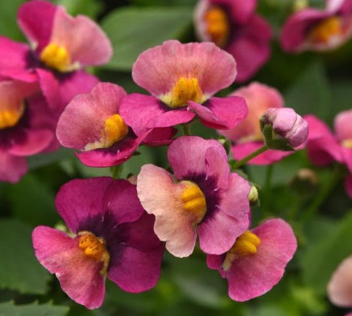 Nemesia fruticans 'Whimsy Orange Sunset'