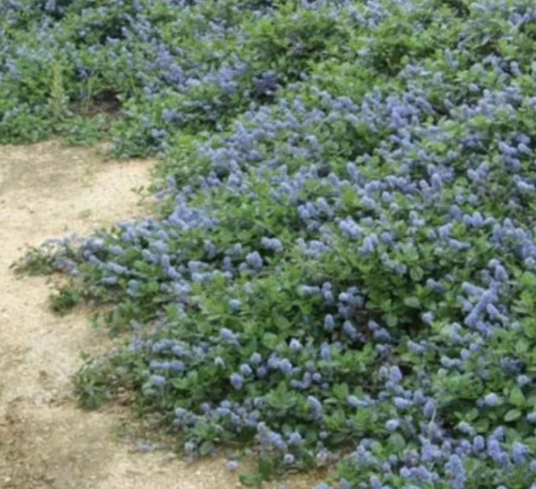 Ceanothus thyrsiflorus var. griseus 'Yankee Point'