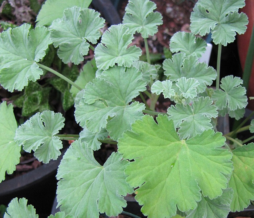 Pelargonium fragrans 'Nutmeg'