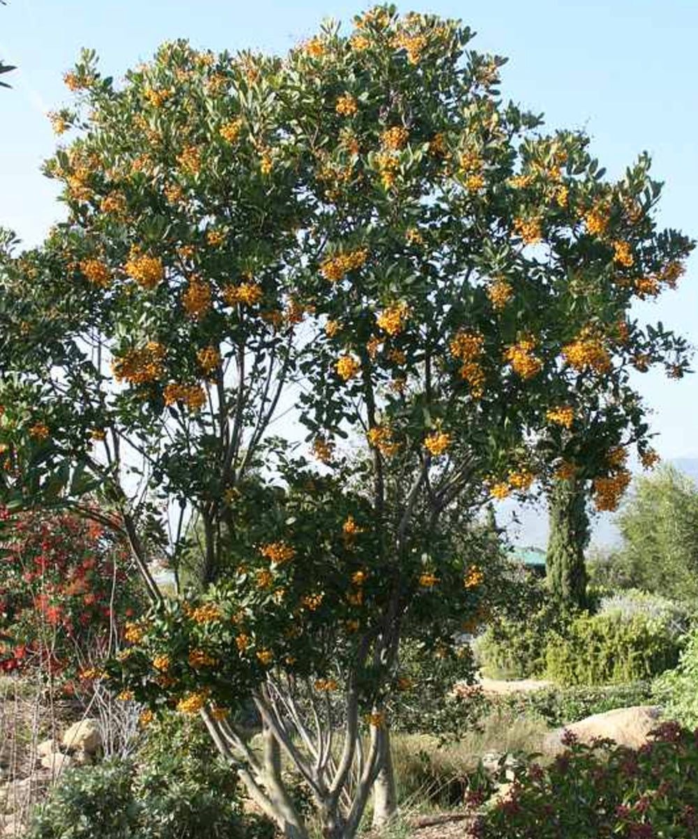 Heteromeles arbutifolia 'Davis Gold'