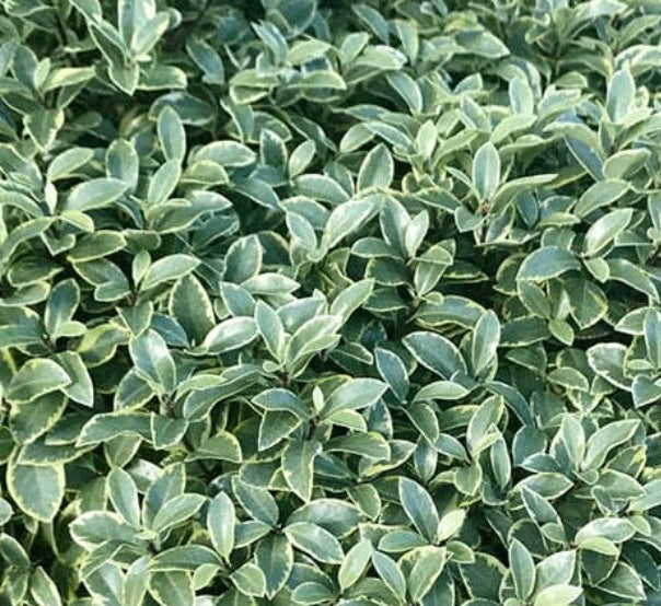 Pittosporum tenuifolium 'Diamond'™