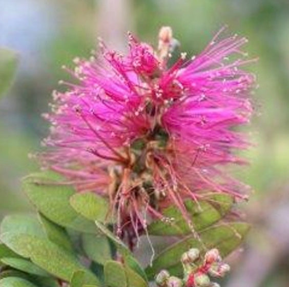 Melaleuca (Callistemon) viminalis Bottle Pop™ 'Neon Pink'