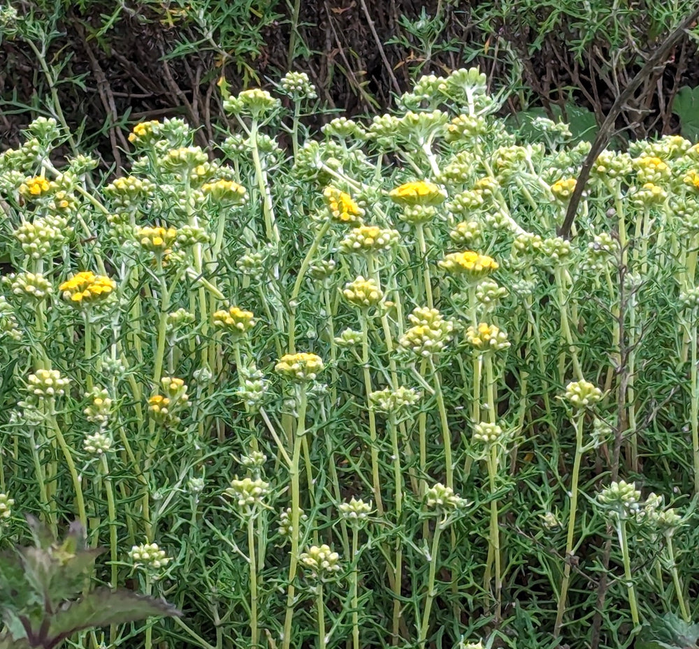 Eriophyllum staechadifolium