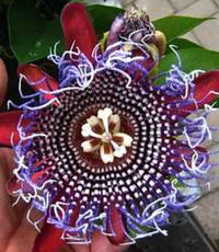 amazing purple tiger face flower seeds Passiflora 'Purple Tiger' – Heron's Head Nursery