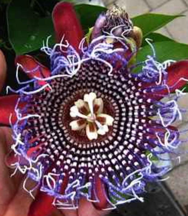 Passiflora 'Purple Tiger'