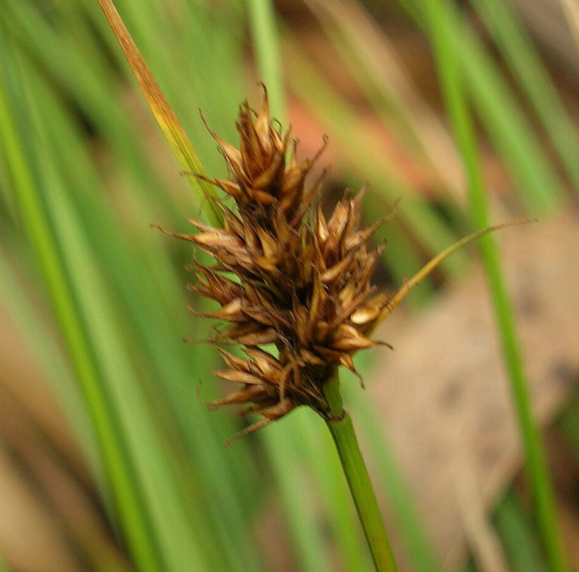 Carex subfusca