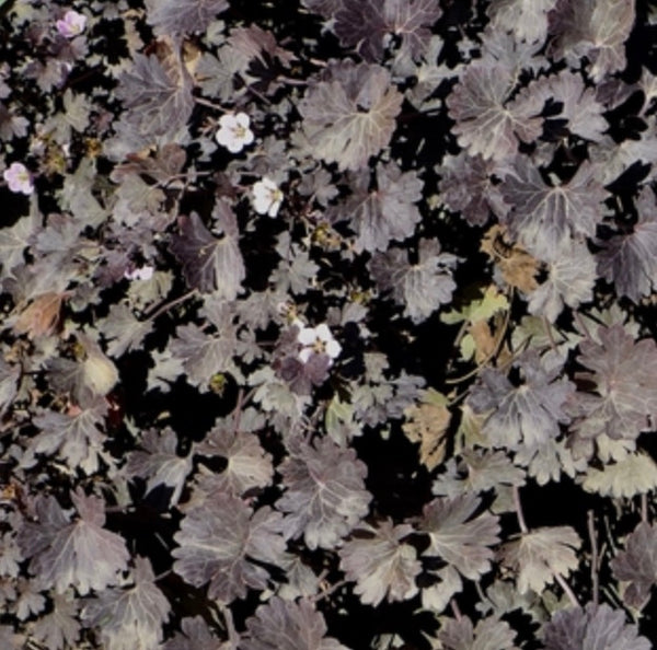 Geranium 'Chocolate Candy' Heron's Head Nursery