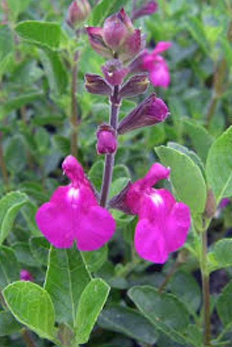 Salvia 'Orchid Glow' PP#22520