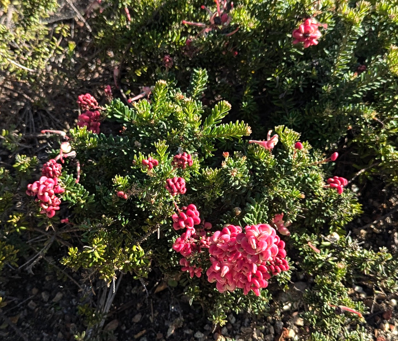 Grevillea lanigera 'Coastal Gem'