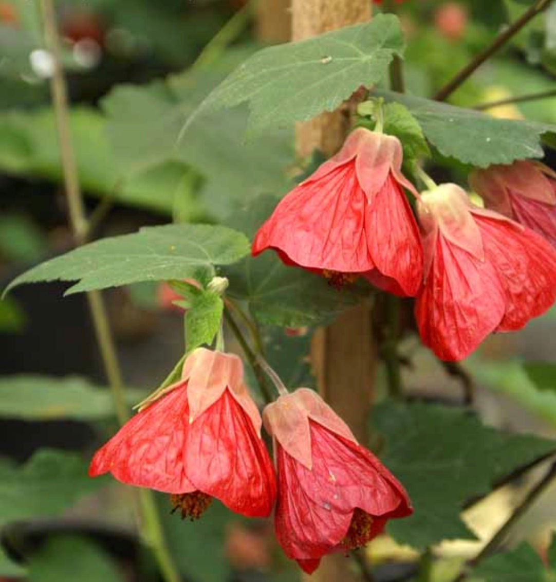 Abutilon 'Strybing Red'