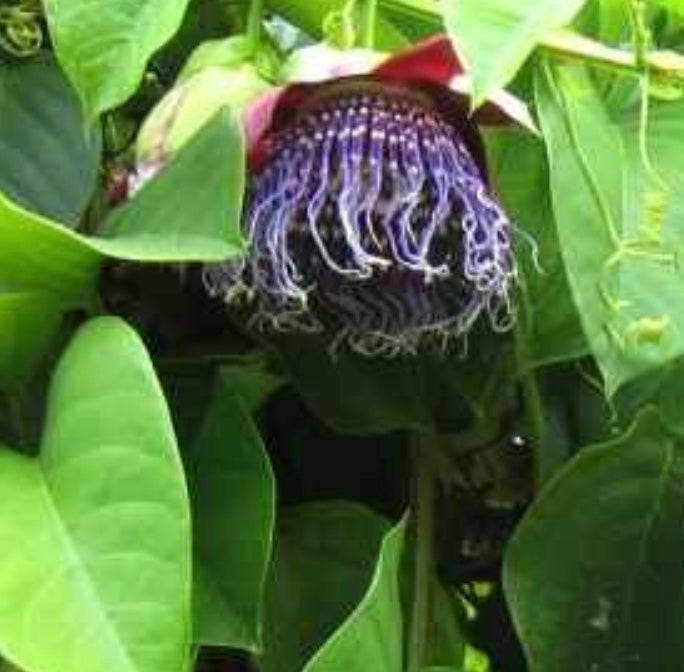 Passiflora 'Purple Tiger'