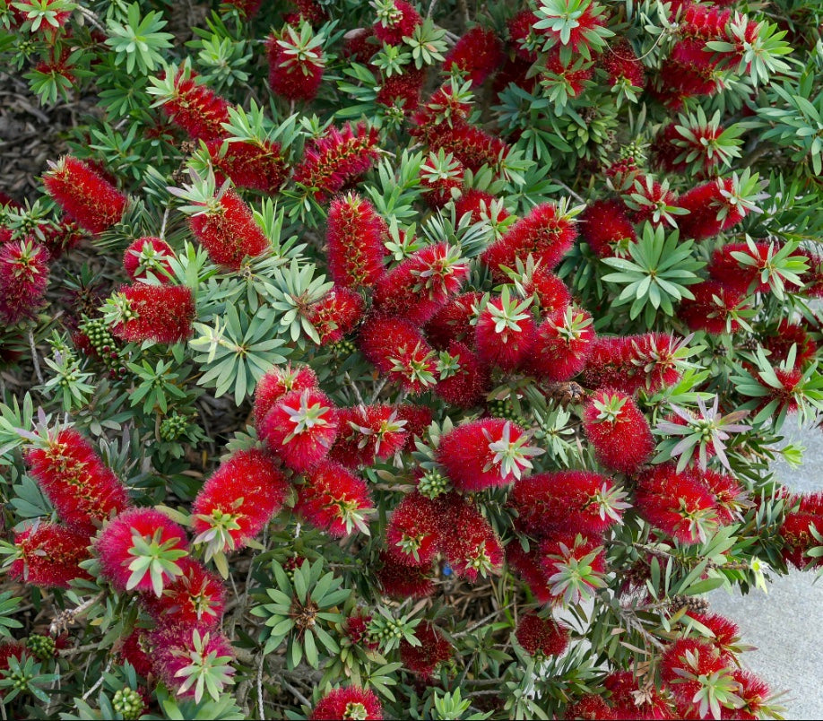 Melaleuca (Callistemon) 'Little John'