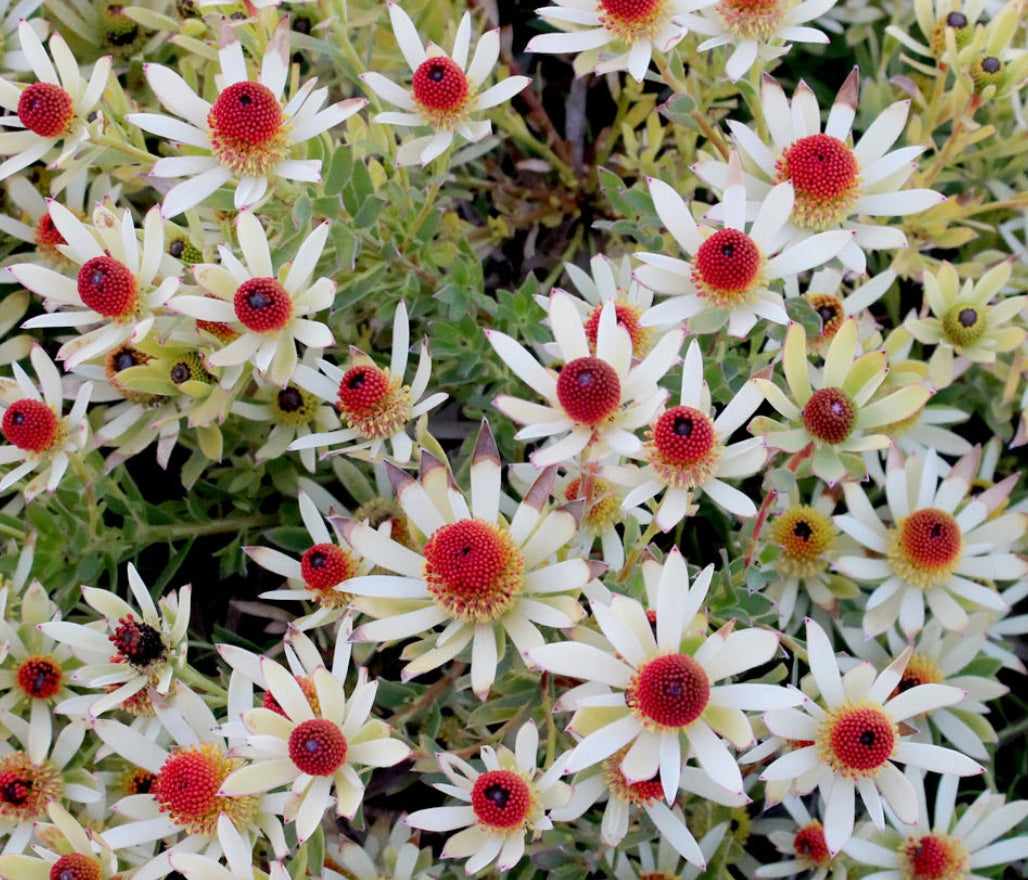 Leucadendron 'Little Bit'