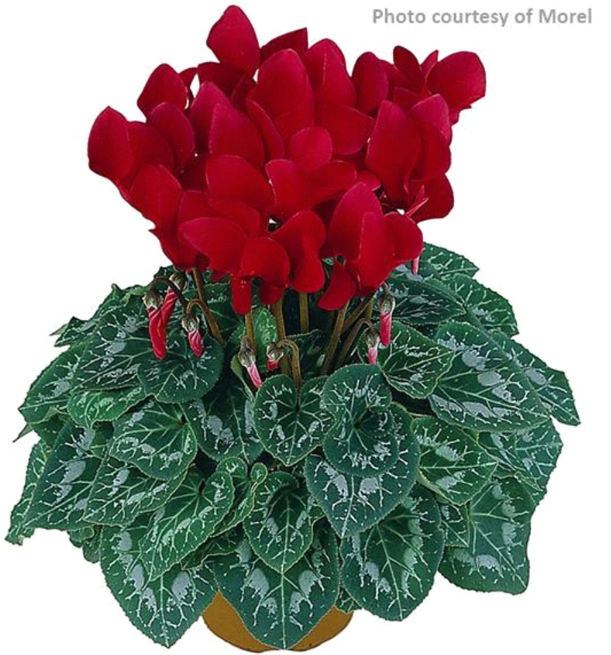Cyclamen x Latinia® Scarlet Red