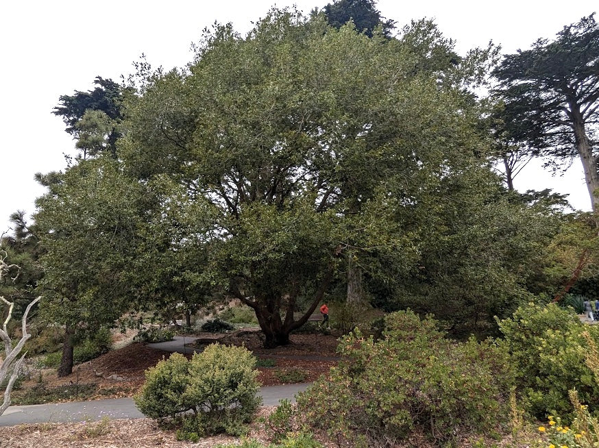 Quercus tomentella