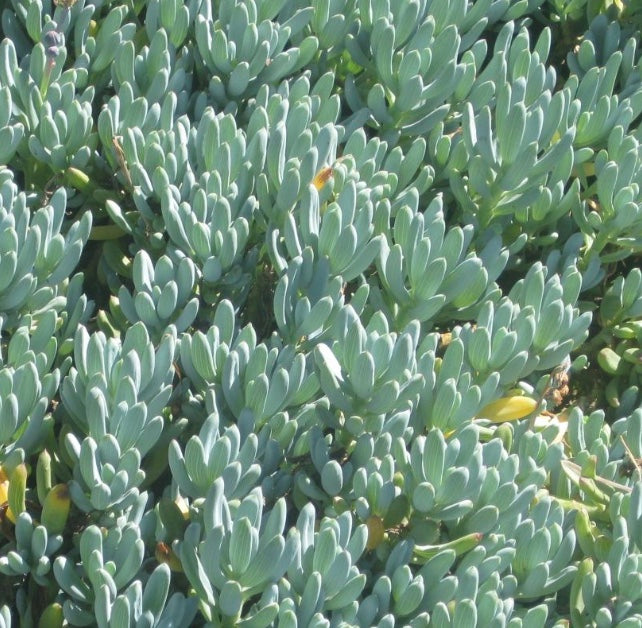 serpens succulent Senecio serpens – Heron's Head Nursery