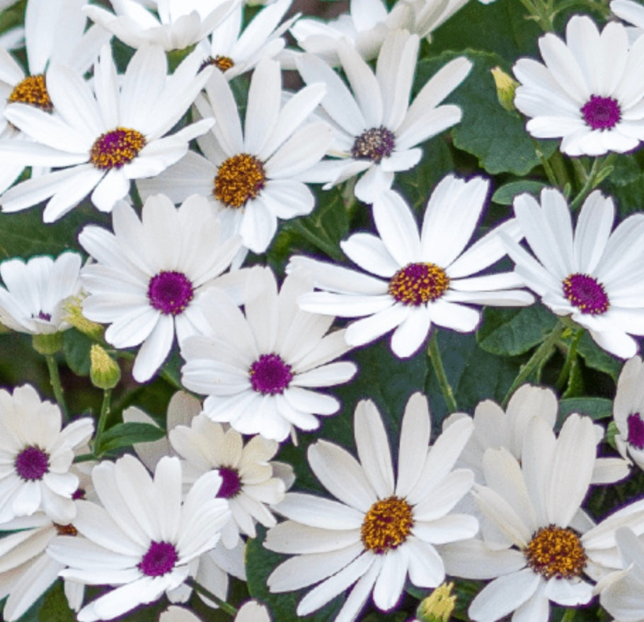 Pericallis hybrid Senetti 'White Red Heart'