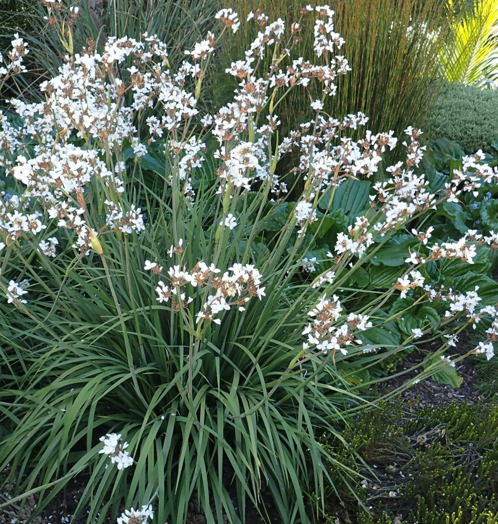 Libertia chilensis (formosa)