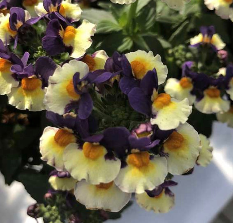 Nemesia 'Honey Bicolor Orange Flame'