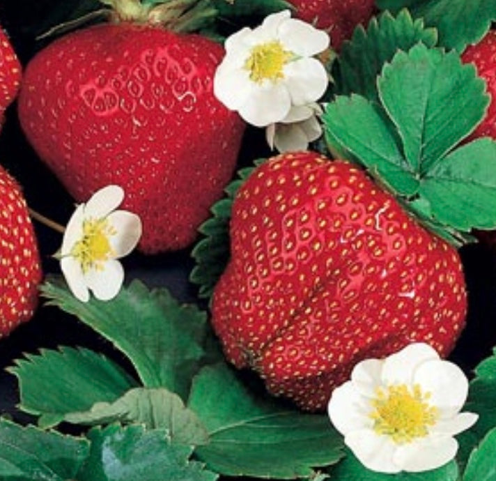 Fragaria (Strawberry) 'Ozark Beauty'