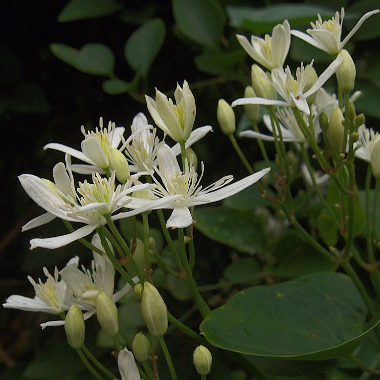 Clematis terniflora