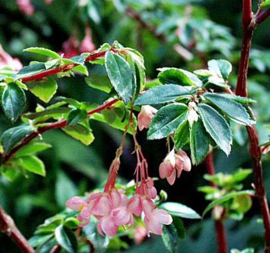 Begonia foliosa var. miniata