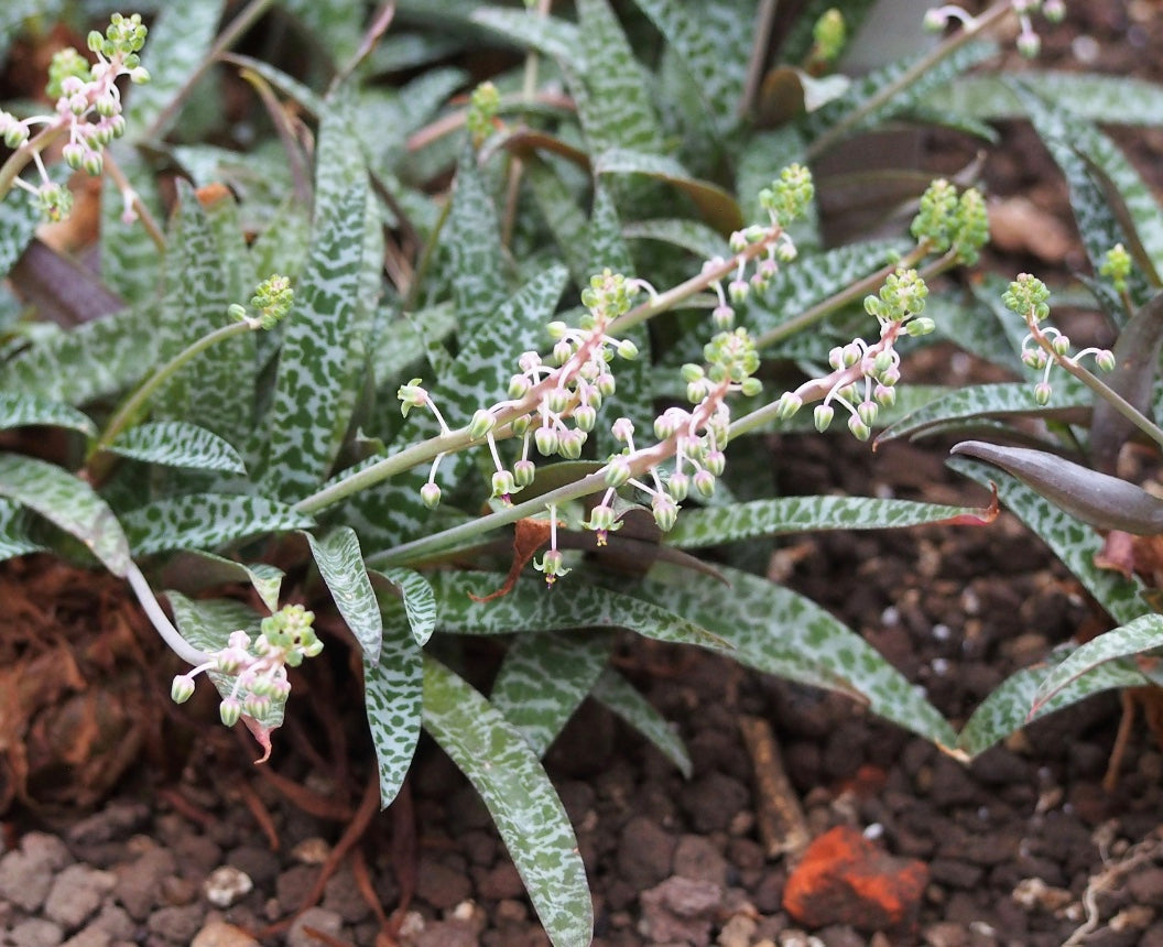 Ledebouria (scilla) socialis