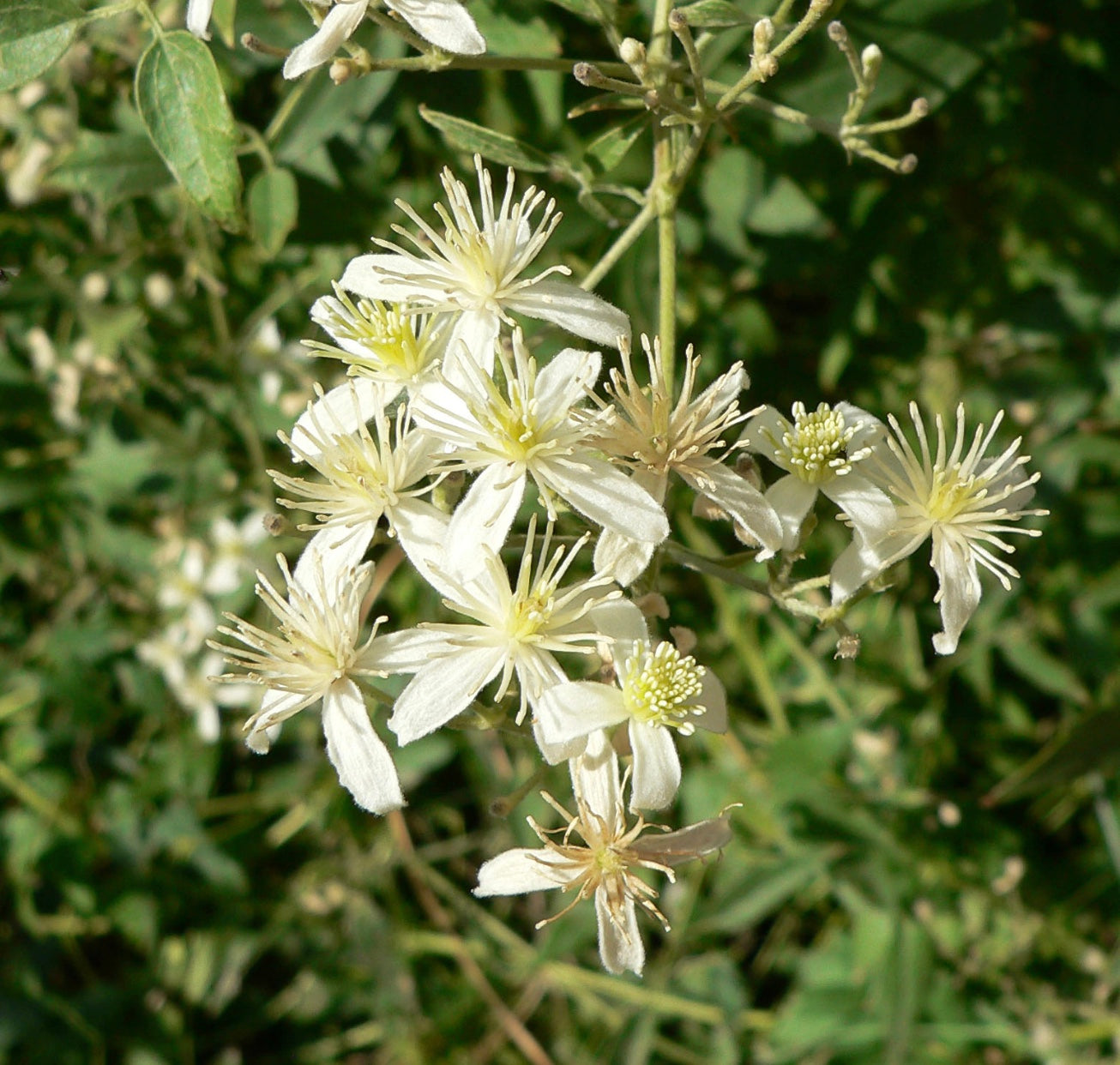 Clematis ligusticifolia