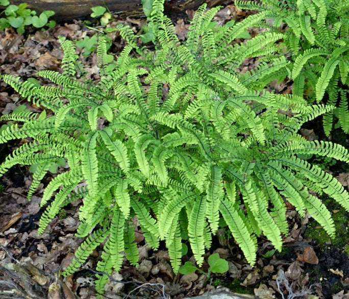 Adiantum aleuticum