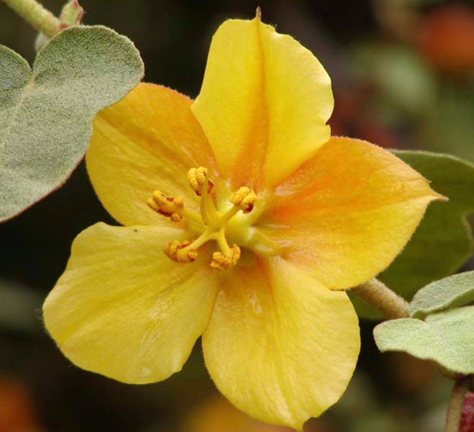 Fremontodendron 'Ken Taylor'