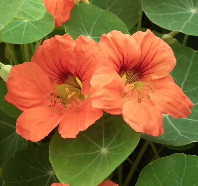 Nasturtium 'Salmon Baby'