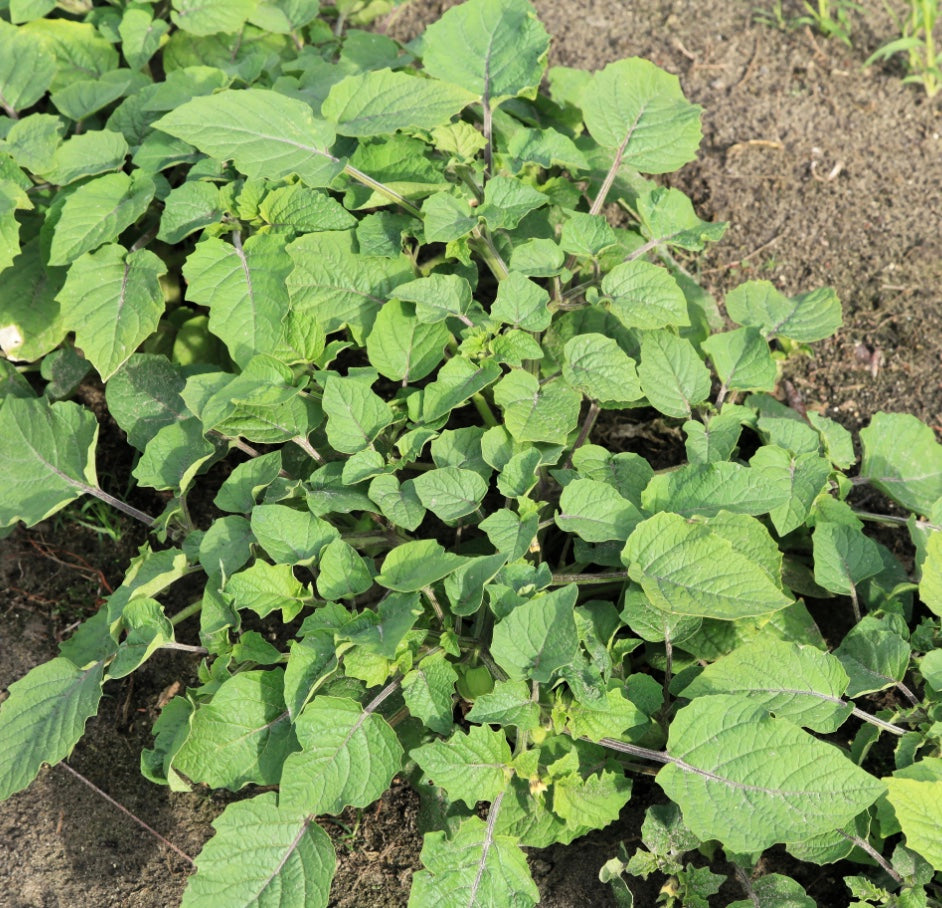 Physalis pruinosa 'Goldie'