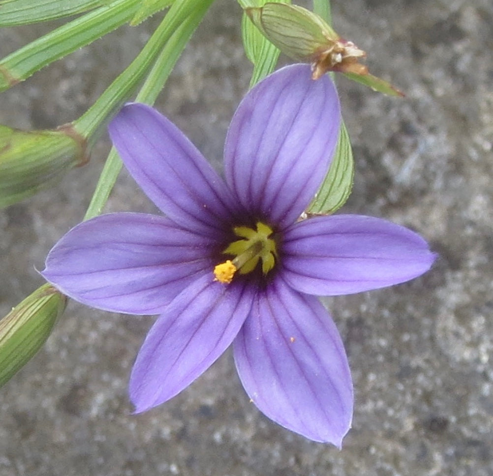 Sisyrinchium 'E. K. Balls'