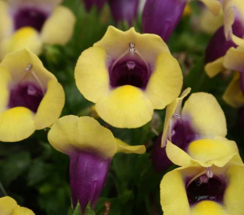 Torenia fournieri Summer Wave 'Bouquet Gold'