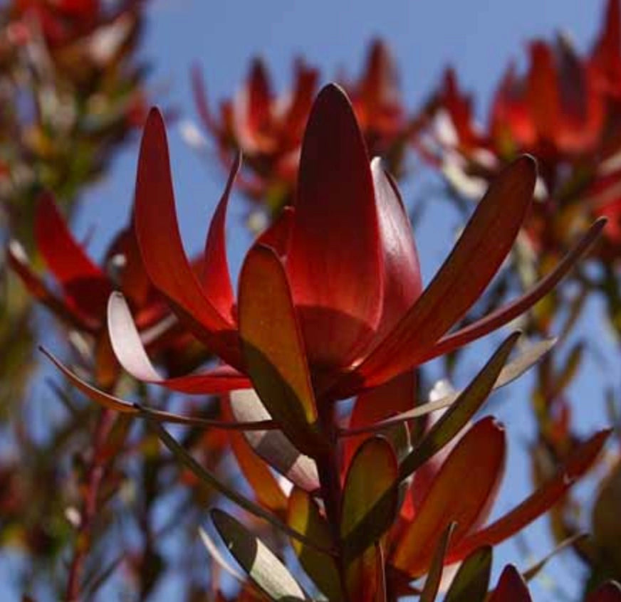 Leucadendron ‘Safari Sunset’