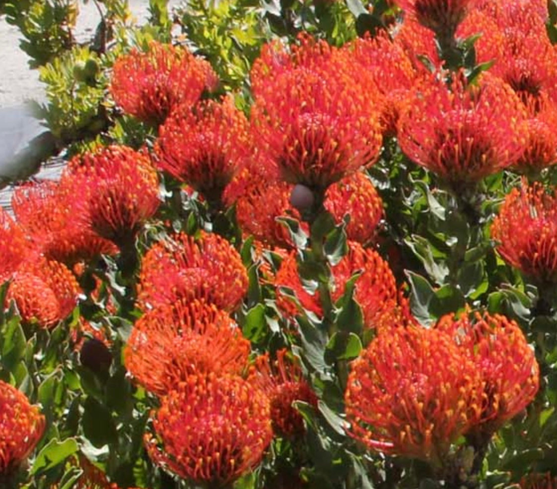 Leucospermum 'Sunrise'