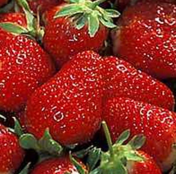 Fragaria x ananassa (Strawberry) 'Eversweet'