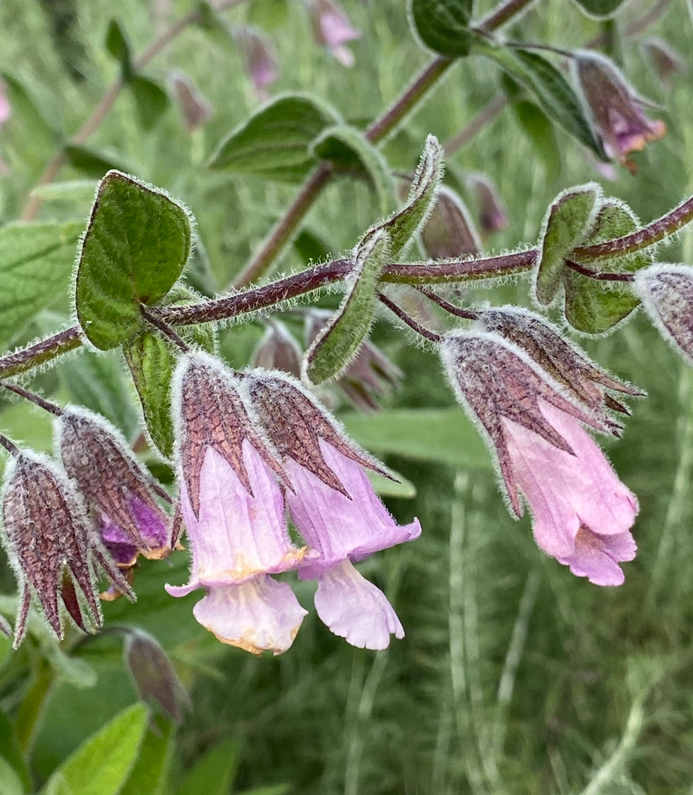 Lepechinia fragrans