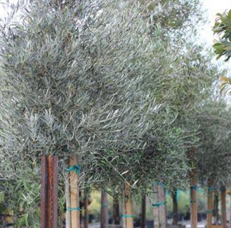 Olea europaea (Olive) 'Majestic Beauty'®