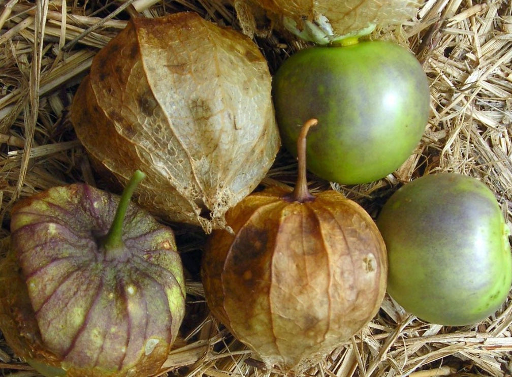 Tomatillo  (Physalis ixocarpa) 'De Milpa'