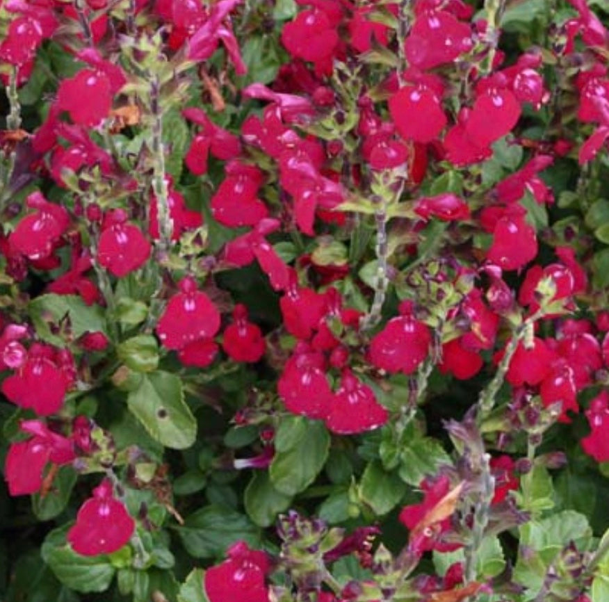 Salvia microphylla 'Free Speech'