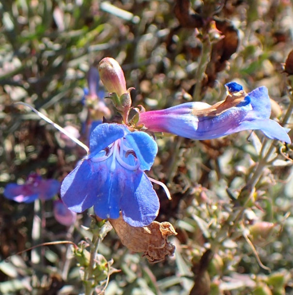 Penstemon heterophyllus 'Electric Blue'